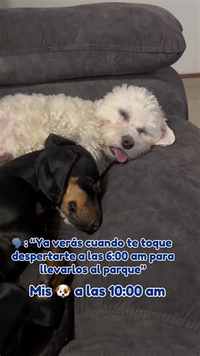 Puppy Export on TikTok