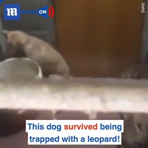 32K views · 164 reactions | What a terrifying experience for the poor pup! Via SWNS | Daily Mail Video | Facebook