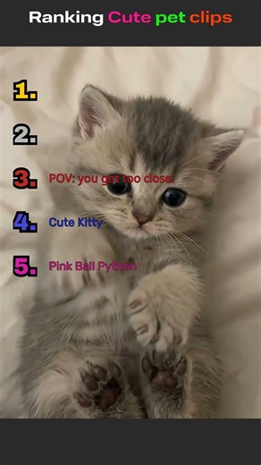 Ranking The Cutest Pets Ever #shorts #cute #pets