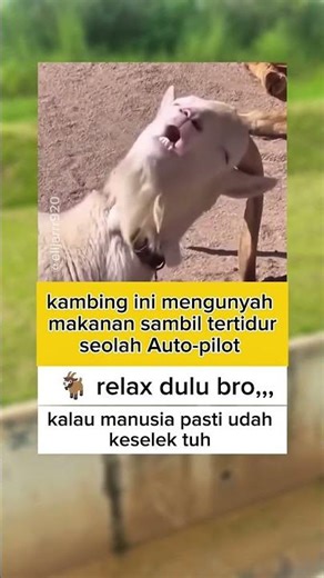 kambing ini mengunyah makanan sambil tertidur seolah Auto-pilot