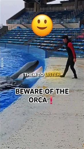 This is how you train a killer whale 🐋 #shorts #animals