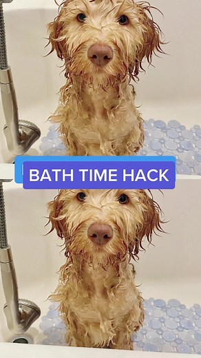 Labradoodle Puppy Bath Time Hacks for Dog Moms