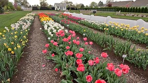 Tulip Update Planting a Japanese Maple & Clematis! 🌷🍁💜 | Garden Answer