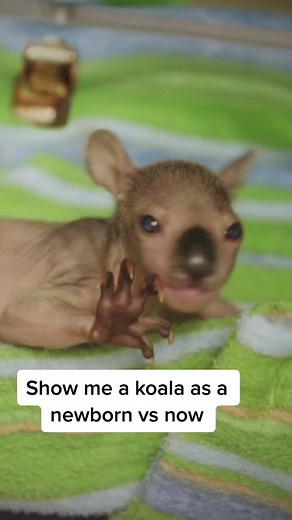 Omeo the Koala's Adorable Growth Journey at San Diego Zoo