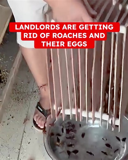 Are you relying on outdated roach control methods? Say goodbye to harsh chemicals in your home our plant-powered solution, BugMD Essential Pest Control, the effective and convenient way to eliminate roaches! Why You'll Love BugMD: 🌿 Kill By Contact: Our roach spray eliminates pests with a plant-powered formula, no need for toxic chemicals or messy baits. Enjoy a roach-free home without the hassle! 🛡 No Harsh Chemicals: BugMD doesn't use traditional pesticides, making it family and pet friendly