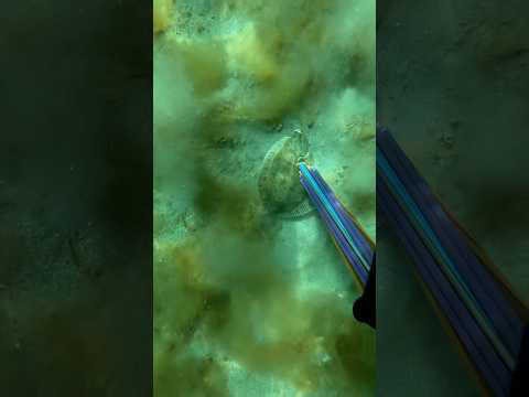 Spearfishing flounder in the Arctic!