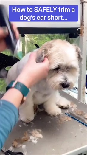 Trimming Small Dog Ears Safely