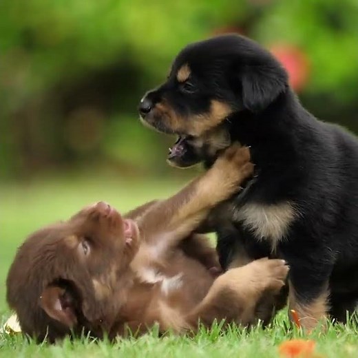 Puppies Playing – Too Cute to Handle! 🐶💛