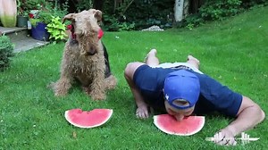 18K views · 188 reactions | Does your dog like watermelon? | Furious Pete | Facebook