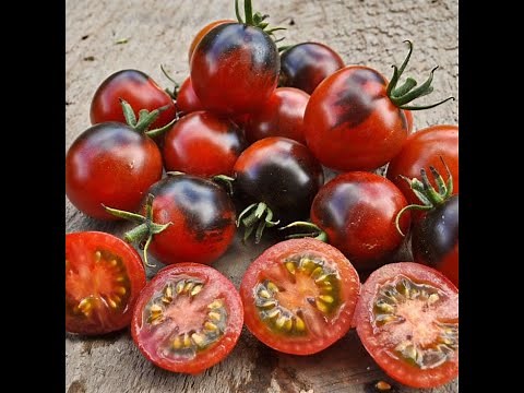 Review of Midnight Snack - My Favorite Cherry Tomato!? AAS Winner F1 Hybrid