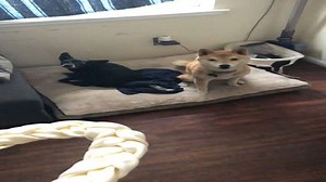 "Heartwarming Woman Treats Two Dogs, One Stolen!"