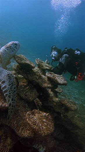 Daily struggles 🐢 One of the obstacles that we face most often in our coral conservation efforts are the creatures that live on the reef 🪸 Our structures are not only useful for coral planting, but they also make fantastic belly scratchers for the turtle population…and they know it! It’s a common occurrence to see them having a good scratch, and knocking off the coral fragments in the process…🐢 Of course, we would never seriously tell off the turtles, or be annoyed that they are carrying out 