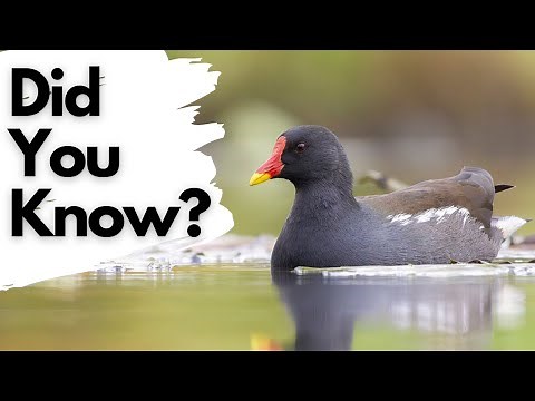 Things you need to know about MOORHENS!