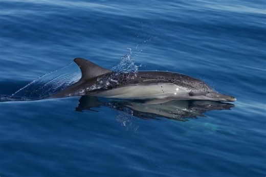 Naval sonar affects dolphins at shockingly low levels – Here's why that matters