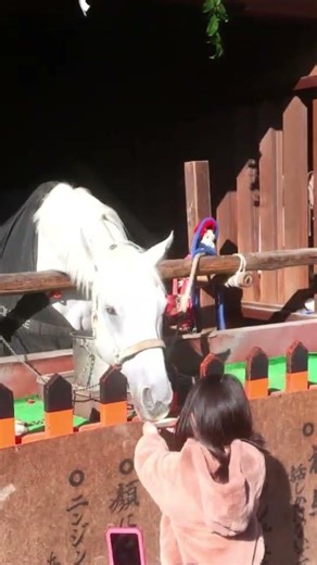初詣 京都 上賀茂神社⛩️#七草粥🥬#令和8年1月7日 #午年🏇 白馬奉覧神事🏇 #上賀茂神社 #神馬 #shrine#kyoto#japan#Shorts#2026#上賀茂神社