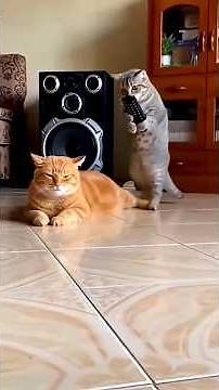 naughty cat comedy video 🤣🥰😂#viral #youtubeshorts #funny #ai #comedy #r777_comedian #cat #shorts