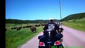 46K views · 1.2K reactions | Sturgis is just a little over a week away, friendly reminder don't mess with the Fluffy Cows. The Badgers are building the worlds Largest Biker Network Join now for FREE: https://www.facebook.com/groups/supportbikers Become a Supporter: https://www.facebook.com/FollowtheBadger/support/ Bikers Supporting Bikers Amazon Store: www.amazon.com/shop/sonnythebadger | The Badgers and the Biker Lifestyle | Facebook