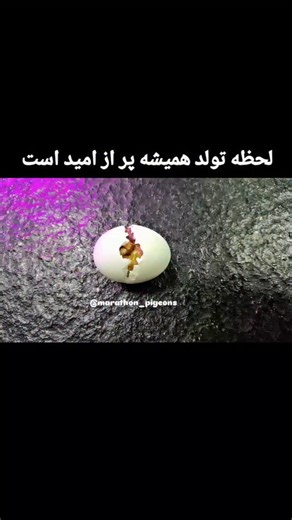 Racing Pigeons History on Instagram‎: "لحظه تولد همیشه پر از امید است @marathon_pigeons #کبوتر #کبوترمسابقه #کبوترمسافتی #کبوترایرانی #کبوتربازان"‎