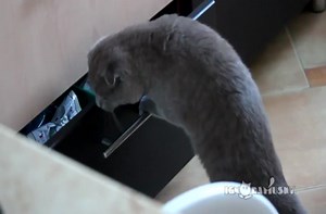 Funny cat gets caught breaking into a drawer.