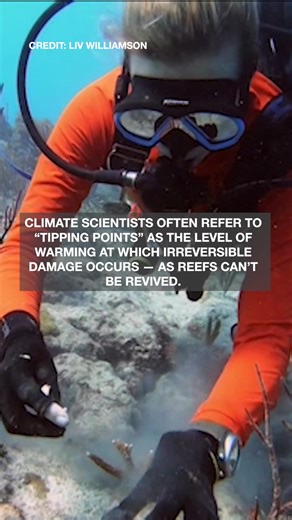 IRREVERSIBLE DAMAGE: Researchers said coral reefs saw their worst bleaching on record and that the reefs’ estimated temperature “tipping point” has been crossed. https://www.wfla.com/weather/climate-classroom/climate-tipping-point-crossed-as-coral-reefs-reach-irreversible-damage-researchers-warn/ | WFLA News Channel 8