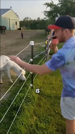 The Shocking Science Behind Electric Fences