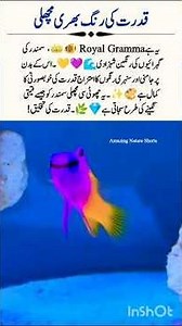 Royal Gramma 🐠💜 – The Jewel of the Coral Kingdom! #AmazingNatureShorts #Wildlife #Shorts