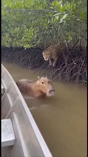 Why Capybaras Are the Friendliest Animals