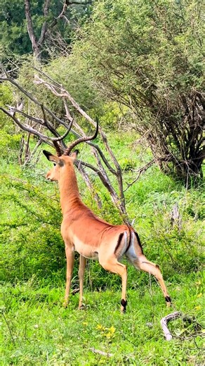The Alarm That Freezes the Wild — Regal Impala Sounds the Warning!