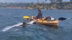 'DOOMSDAY FISH' 🐟: Kayakers and snorkelers off of La Jolla, California encountered the rare deep-sea fish. According to the Ocean Conservancy, the oarfish is commonly referred to as the "doomsday fish" because it is often sighted during times of disaster. >> https://www.foxweather.com/earth-space/oarsfish-rare-find-discovery | FOX Weather