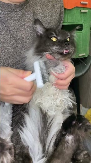 How I reduced my cat's shedding by 90% in 2 weeks