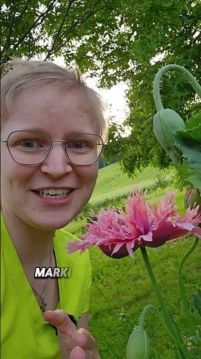 Gefüllter rosa Mohn 🌺 Blütenhighlight für deinen Garten