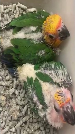 🦜👉 Loro cabeza amarilla 🐣Amazona oratrix