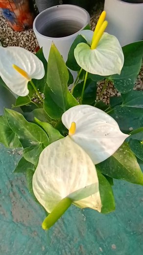 White Anthurium a tropical plant with white, heart-shaped flowers and glossy green leaves. It symbolizes elegance and purity, thrives in indirect light, and adds lasting beauty to any space. #anthurium #white #bla'c | Decor & Beauty