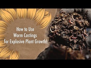 How to Use Worm Castings for Explosive Growth 🌱 | Best Way to Boost Your Garden Naturally