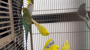 Parakeets from a hoarding house | Rickie's Parrot Rescue and Sanctuary of South Florida