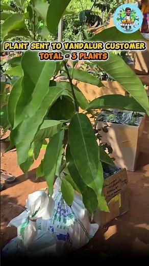 Plant send Through Mss Parcel Service Chennai Vandalur #gardening #offer #motherplants #trendy