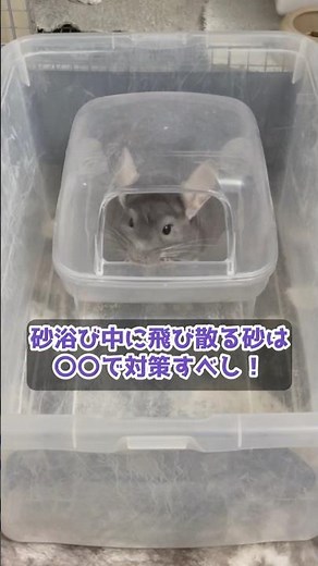 Chinchilla sand bathing! How can you prevent sand from flying around? #chinchilla #relaxing #petv...