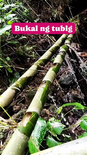 54 reactions · 59 comments | Spring water #naturelovers #viralvideoシfyp | Olive Viang | Facebook