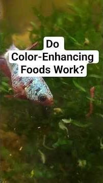 Do Color-Enhancing Foods Actually Make Bettas More Colorful?
