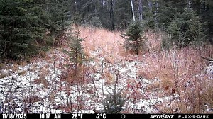 All the evidence gathered in numerous GPS-tracking studies reinforces the idea that adult bucks are extremely loyal to their home ranges once they establish them at around 1½ years of age. Some have been recorded traveling up to 5 miles in summer ranges vs Rut escapades! | Crossbow Magazine