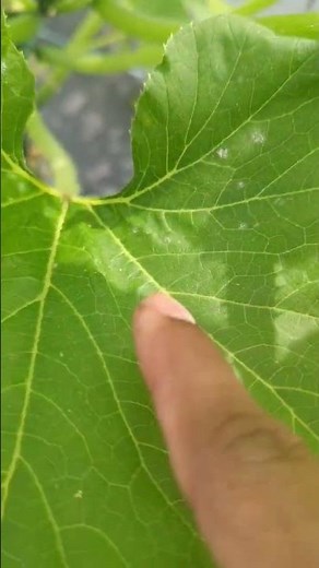 White spots on Zucchini and Squash leaves! "Powdery mildew" #gardeningtips