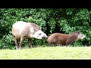 Gaiazoo - Braziliaanse tapir 2010
