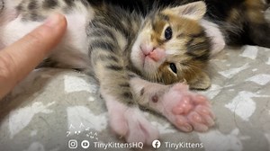 406K views · 138K reactions | These might be the most adorably whappy...