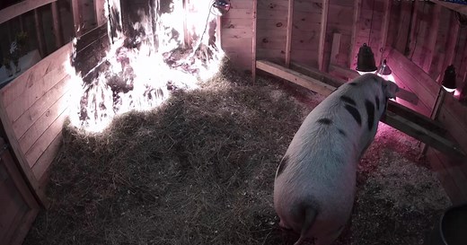 Woman watching barn livestream saves pig from fire