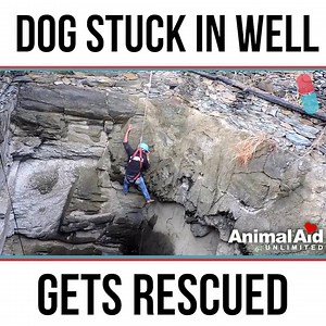 Amazing dog rescue | Dog Lovers Club