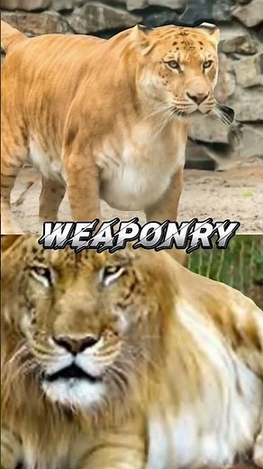 LIGER VS TIGON