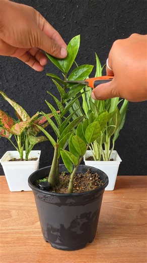 Zz Plant Propagation from leaves 🌿 #zzplant #gardening #garden #plants