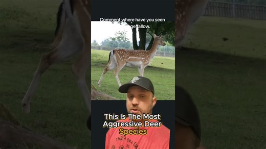 Everything About Fallow Deer