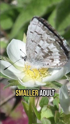 Wild Strawberries LOVED by Pollinators and Wildlife!