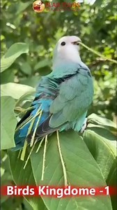 Birds Kingdom: Masters of the Sky Part-1